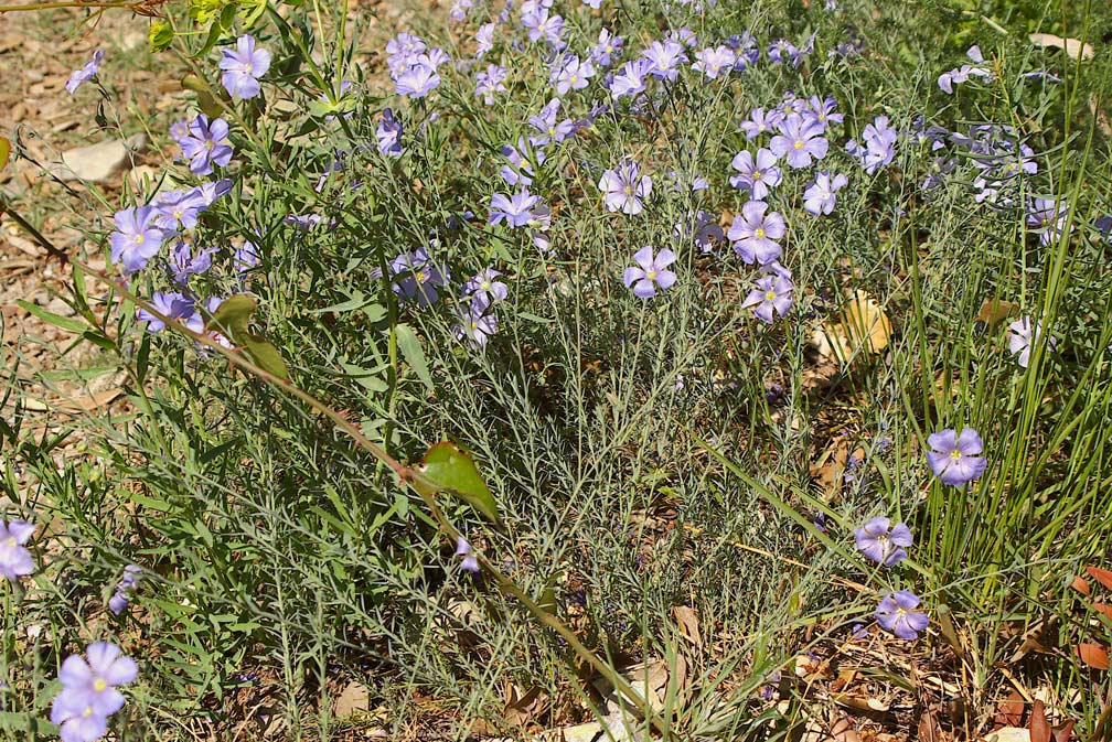 Linum austriacum subsp. collinum / Lino collinare